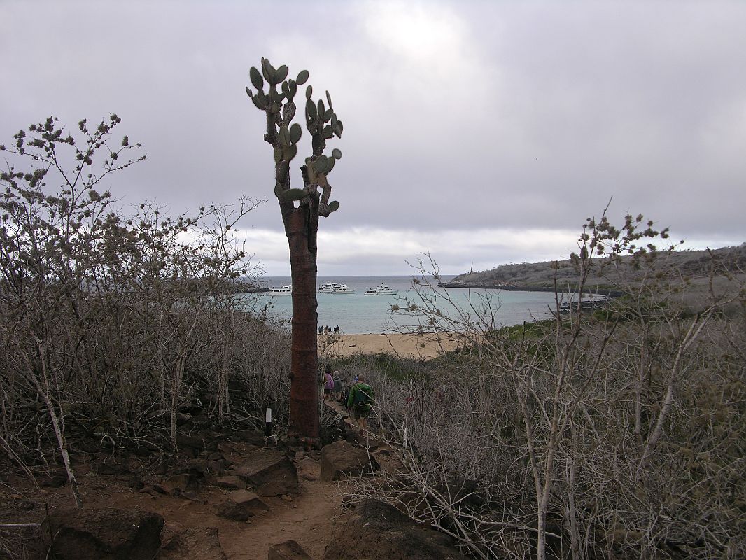 Galapagos 2-2-10 Santa Fe Prickly Pear Cactus and Beach